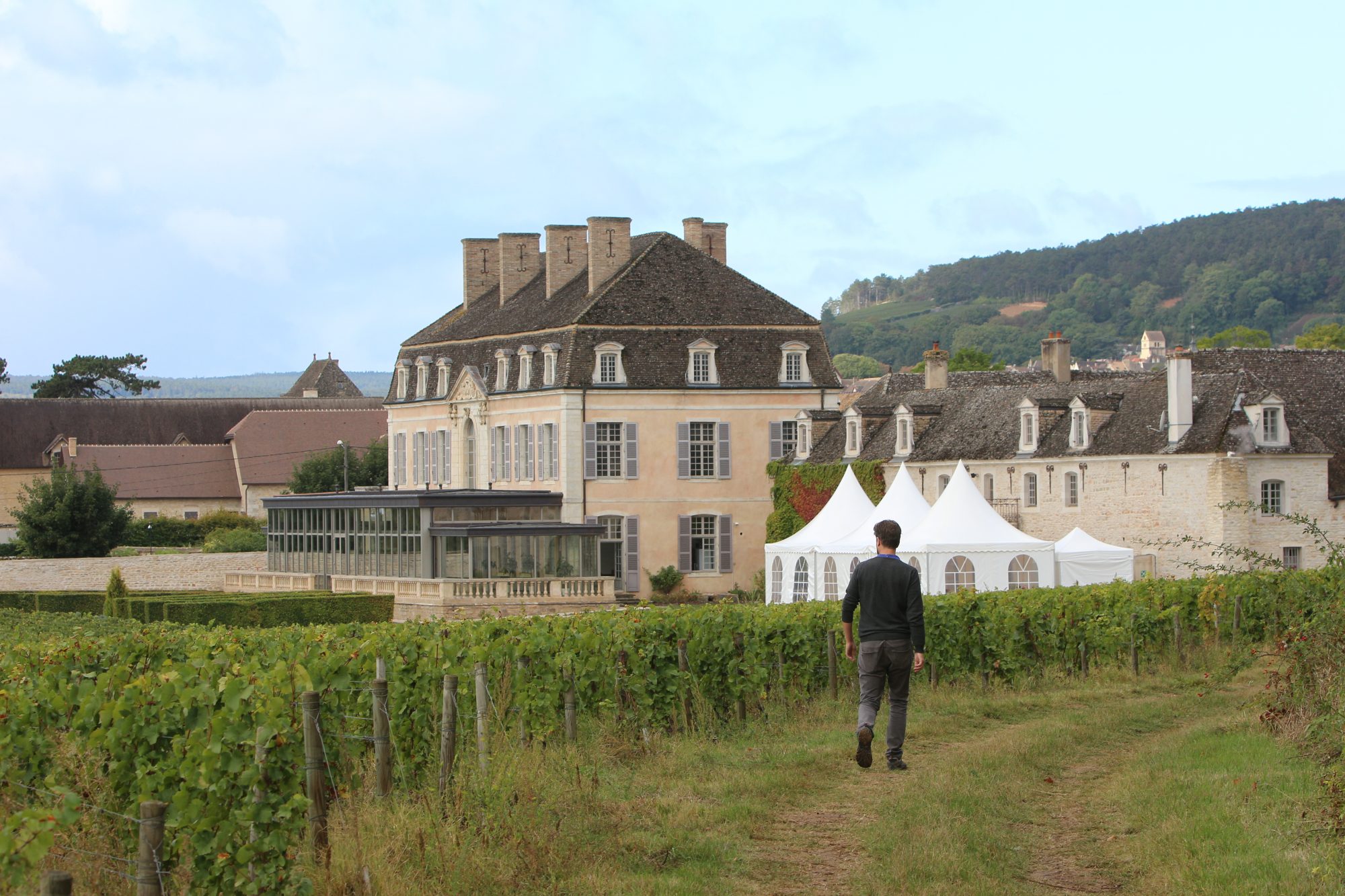 Château de Pommard Harvest 2017