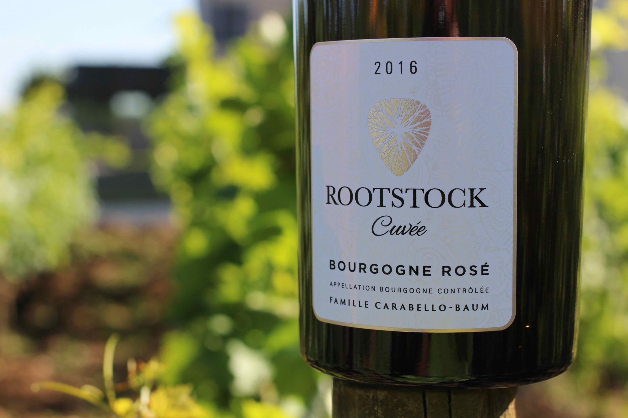 Rootstock Rosé
