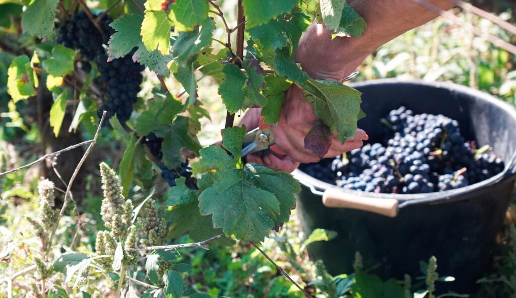 Clos Marey-Monge 2024 Vintage Release