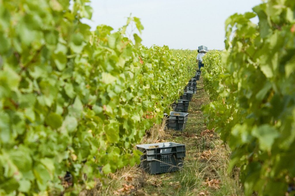 Hand Harvesting