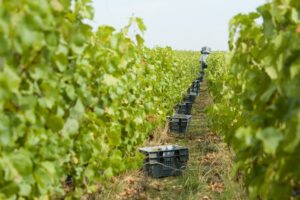 Les Vendanges Manuelles
