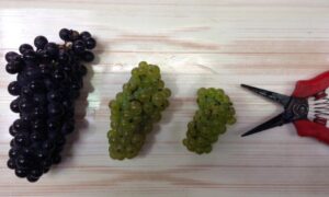 Harvest Through History : Today (Part Three)