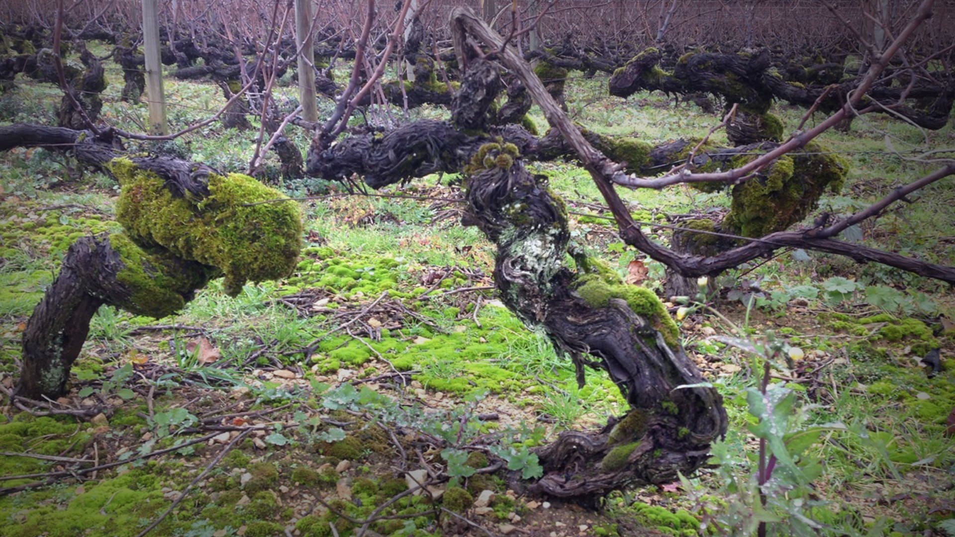 Centenary vines