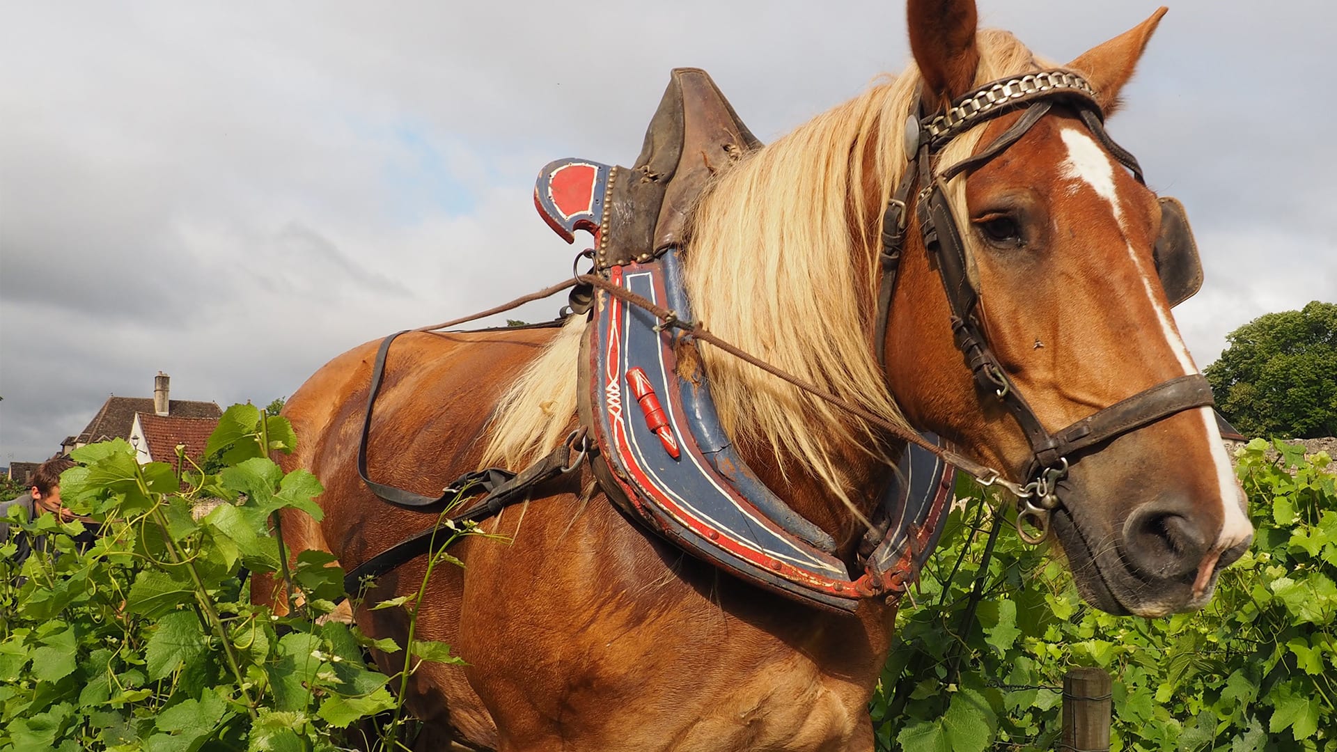 A Biodynamic Adventure
