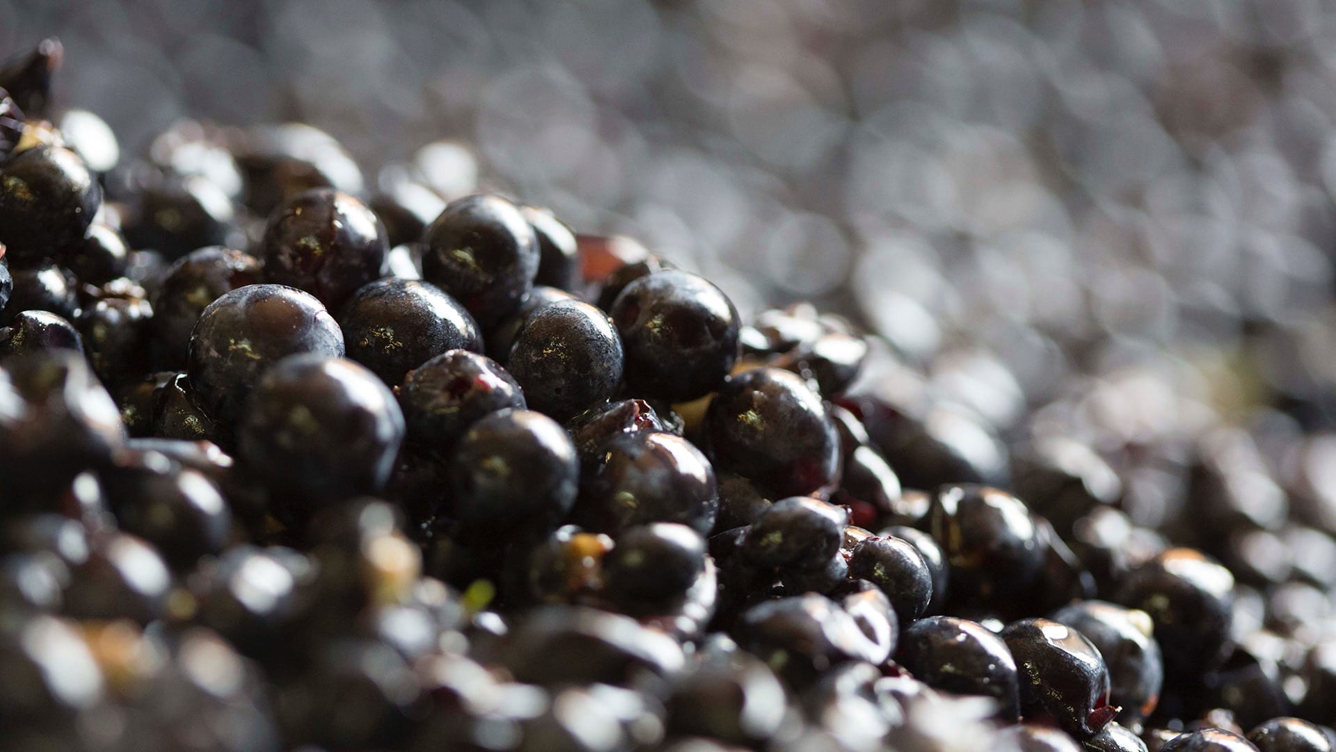 The Provenance of Pinot Noir