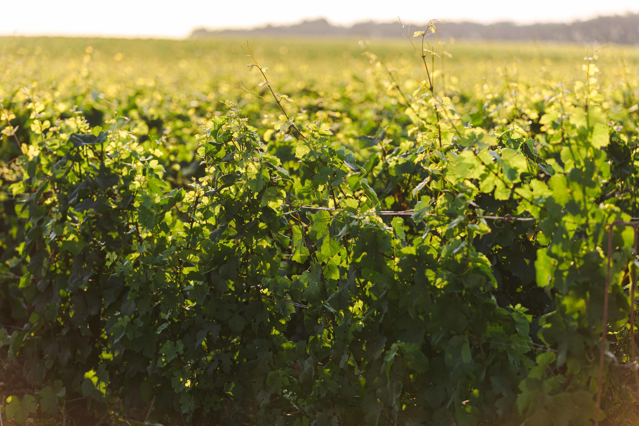 Dans les vignes : entre défis et résilience