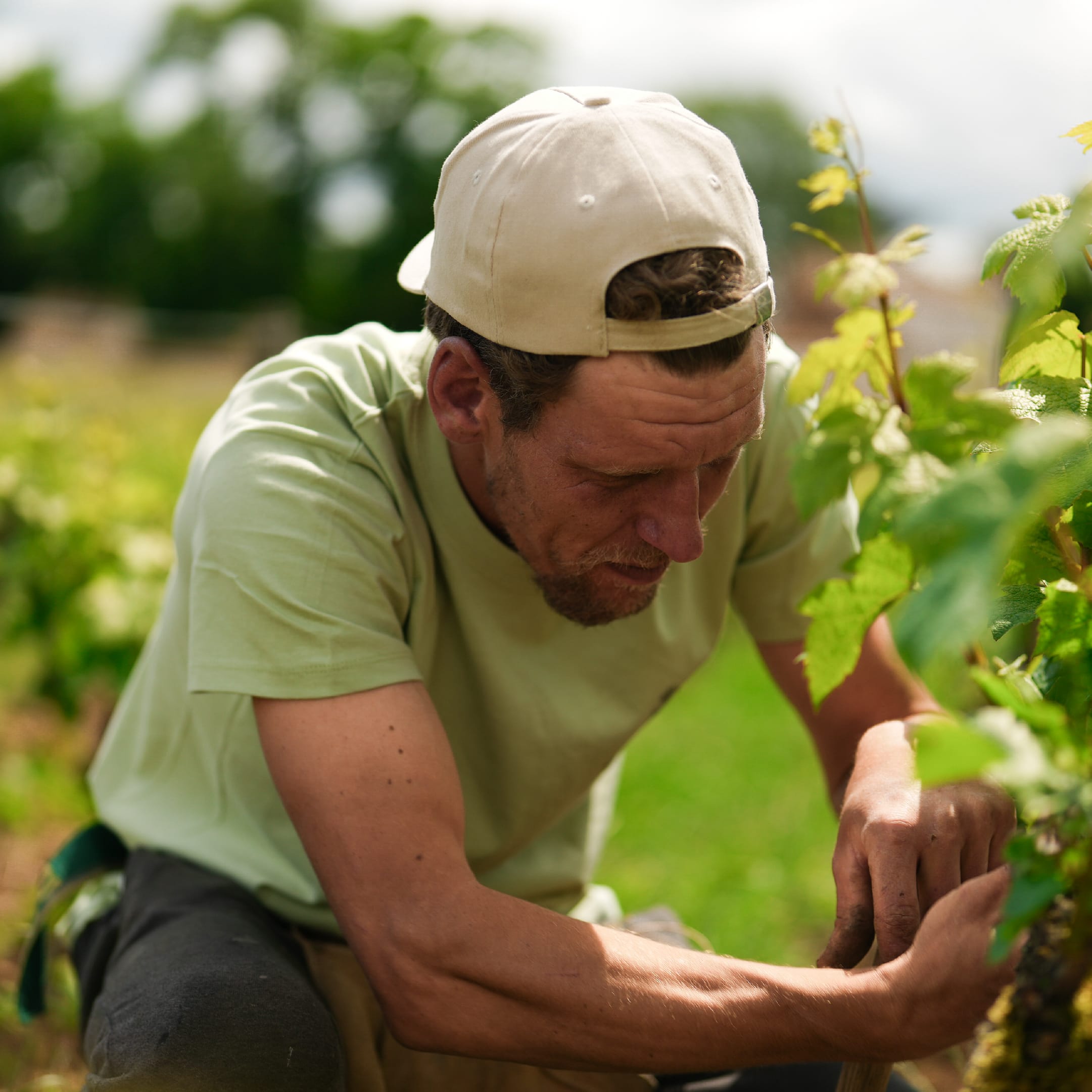 Grape Growing