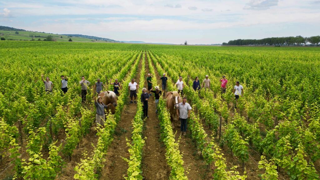 Our Vineyard Calendar: A Year in Clos Marey-Monge