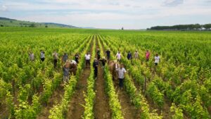 Notre Calendrier Viticole : Une Année dans le Clos Marey-Monge
