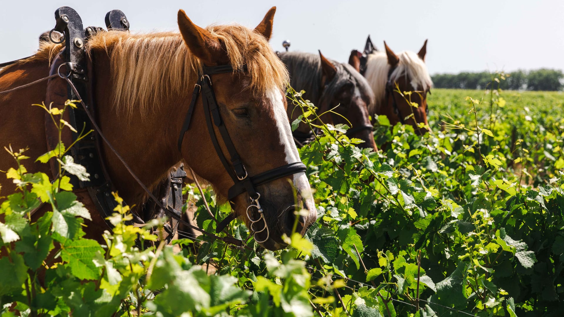 Our Horses