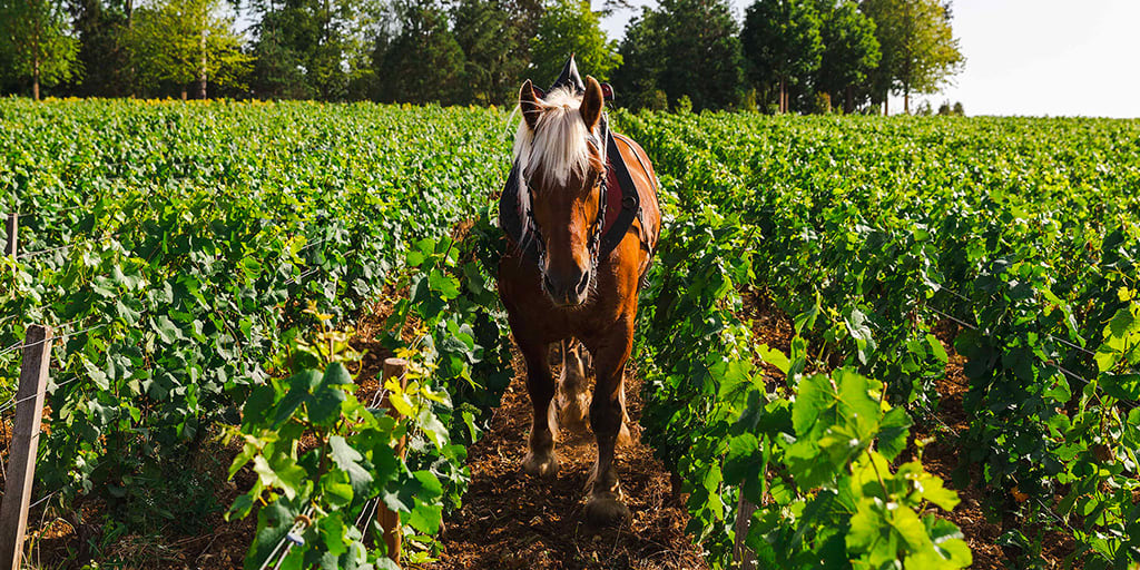 Clos Marey-Monge Monopole 2023: A Vintage Shaped by Nature and Mastery