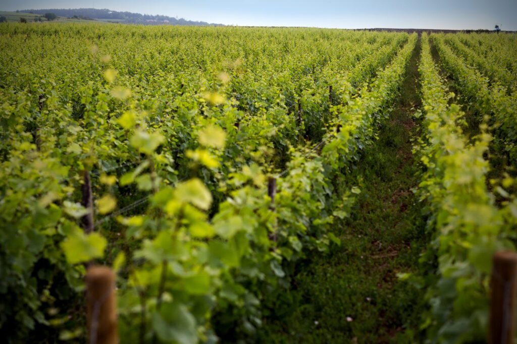 Château de Pommard signs British on-trade distribution deal with Jascots