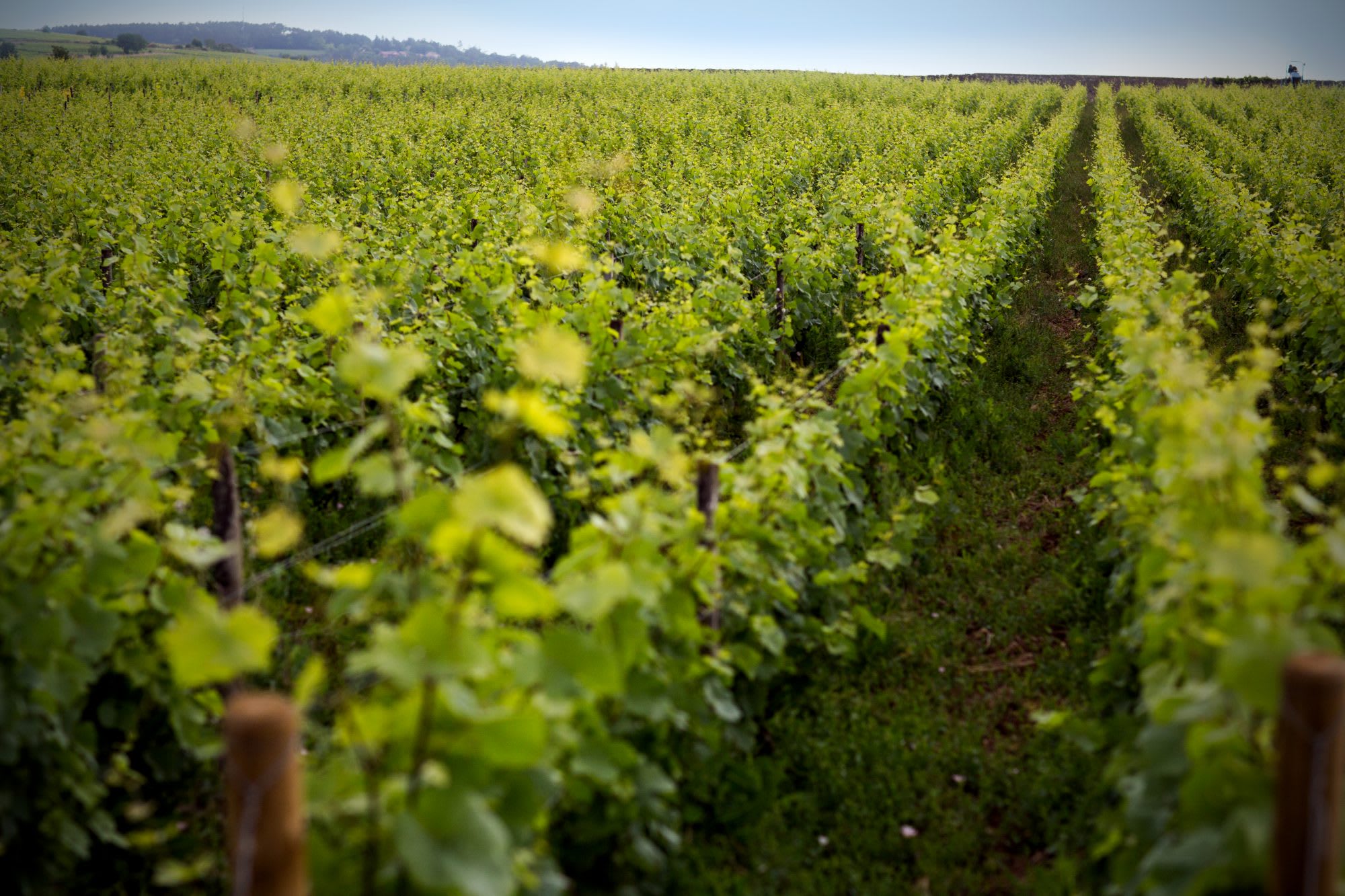 Château de Pommard signs British on-trade distribution deal with Jascots