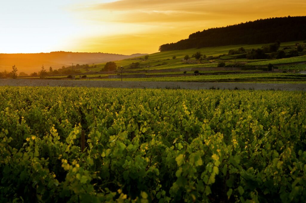 Le Château de Pommard reçoit la Certification Biologique pour son vignoble