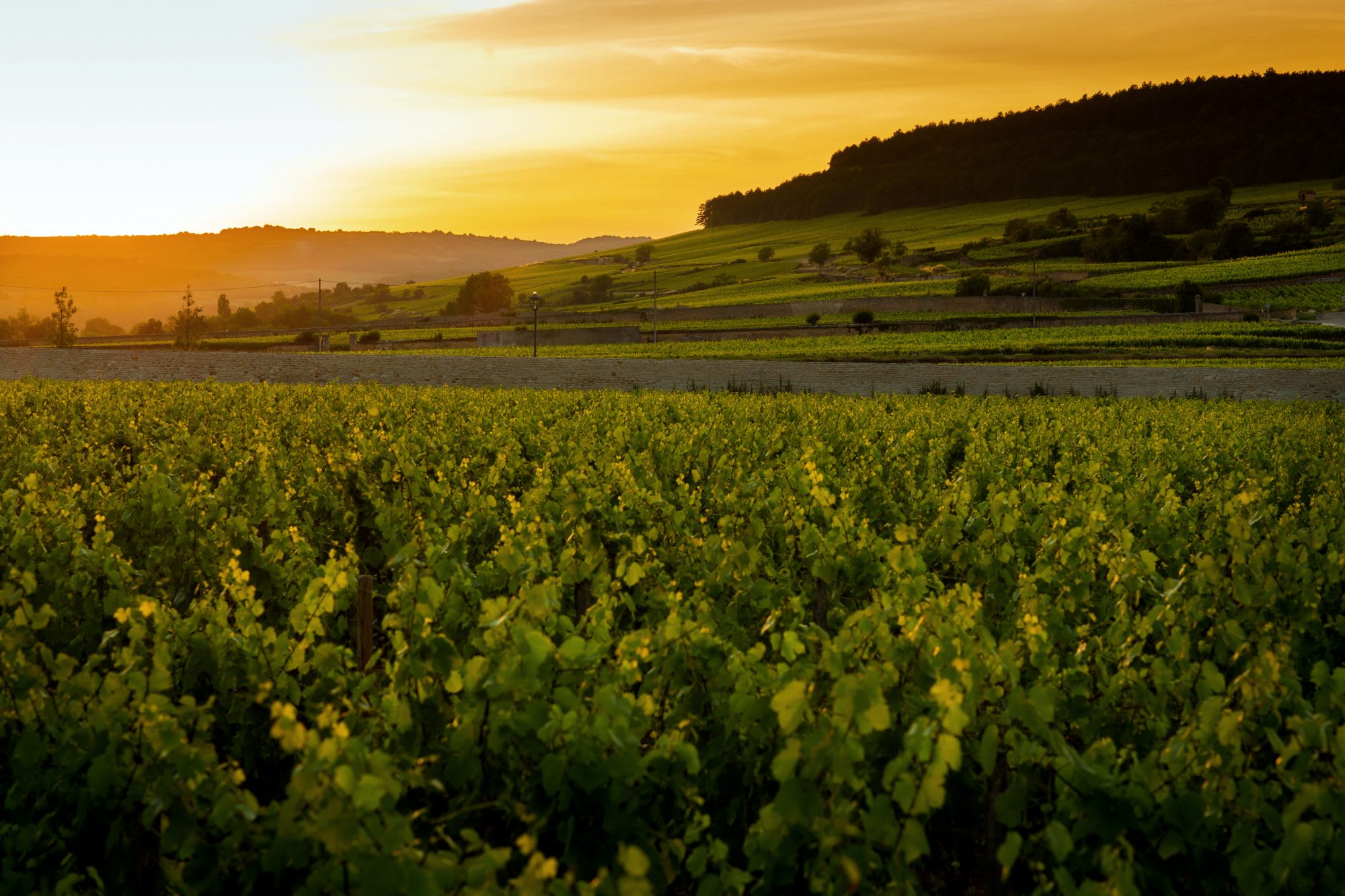 Château de Pommard receives the INAO Organic Certification