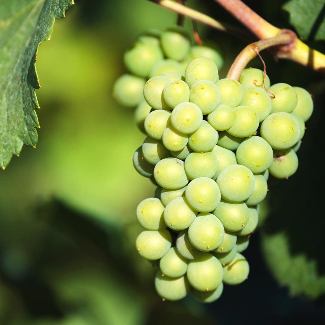 Chardonnay