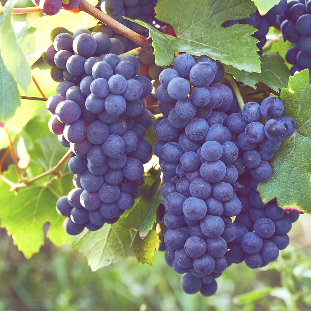 Pinot Noir