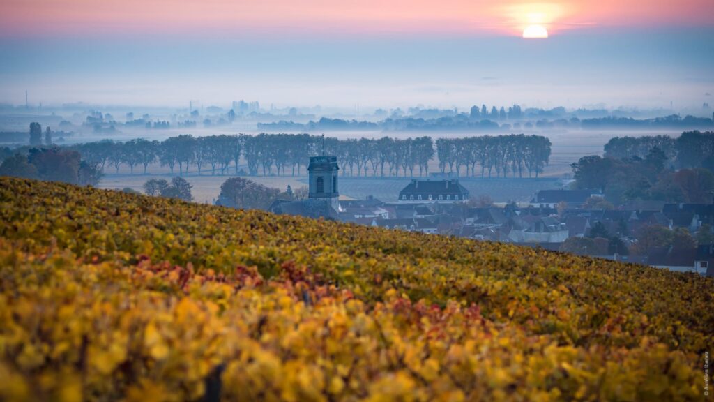 Everything You Should Know About Pommard Wine