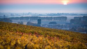 Everything You Should Know About Pommard Wine