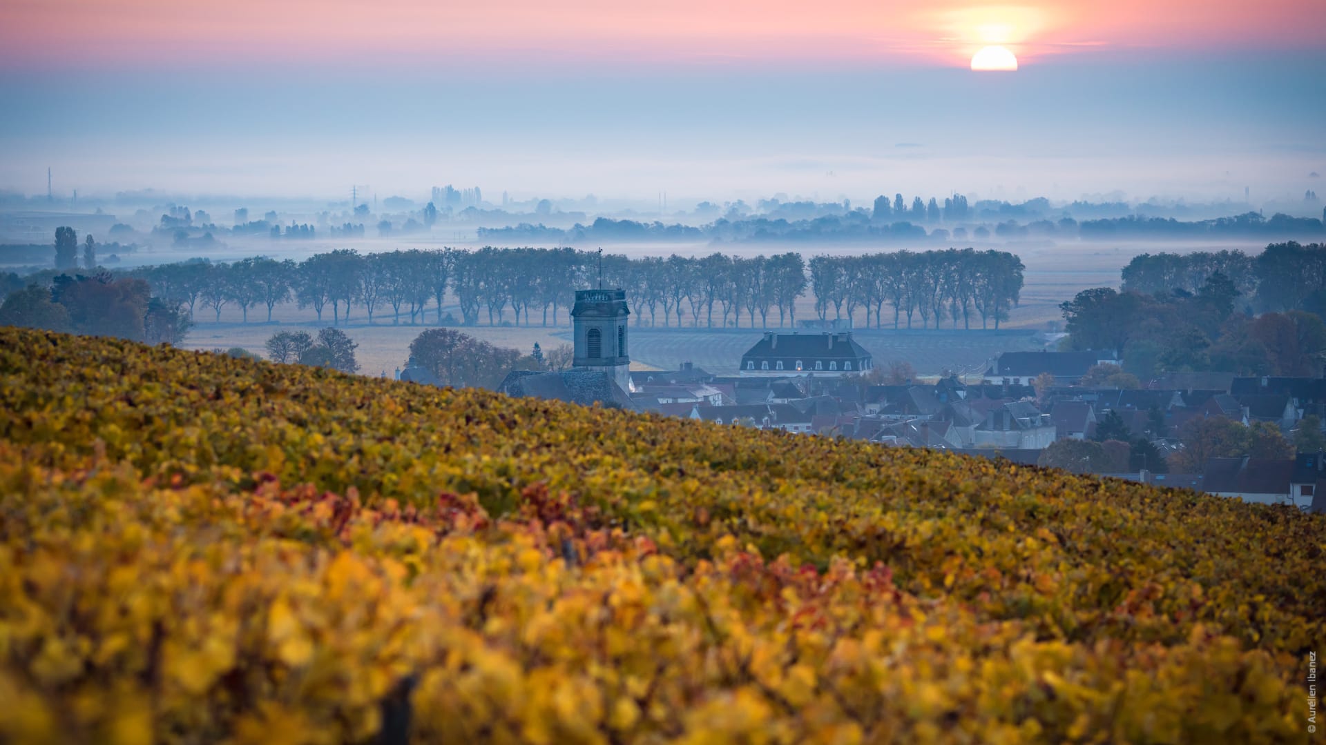 Everything You Should Know About Pommard Wine