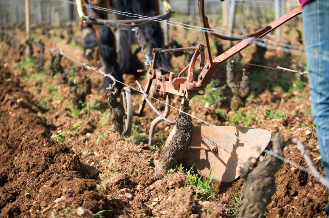 La Viticulture Biodynamique