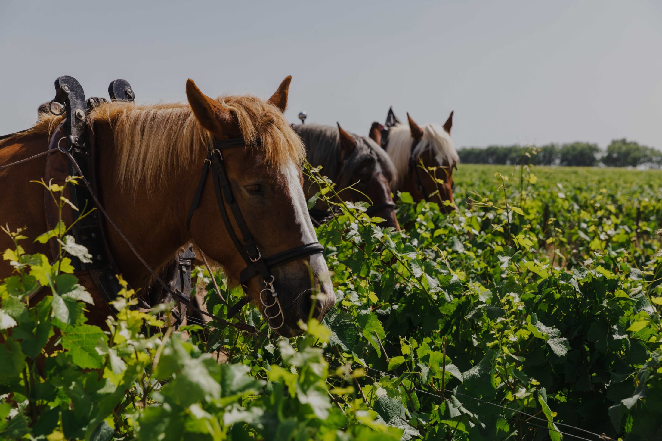 Our Biodynamic Vineyard