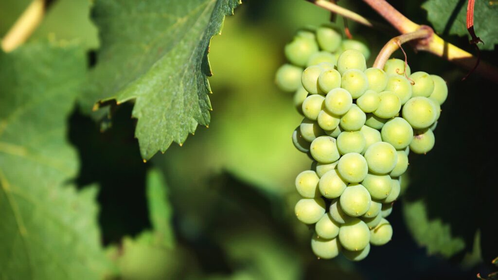 Chardonnay Day 2023