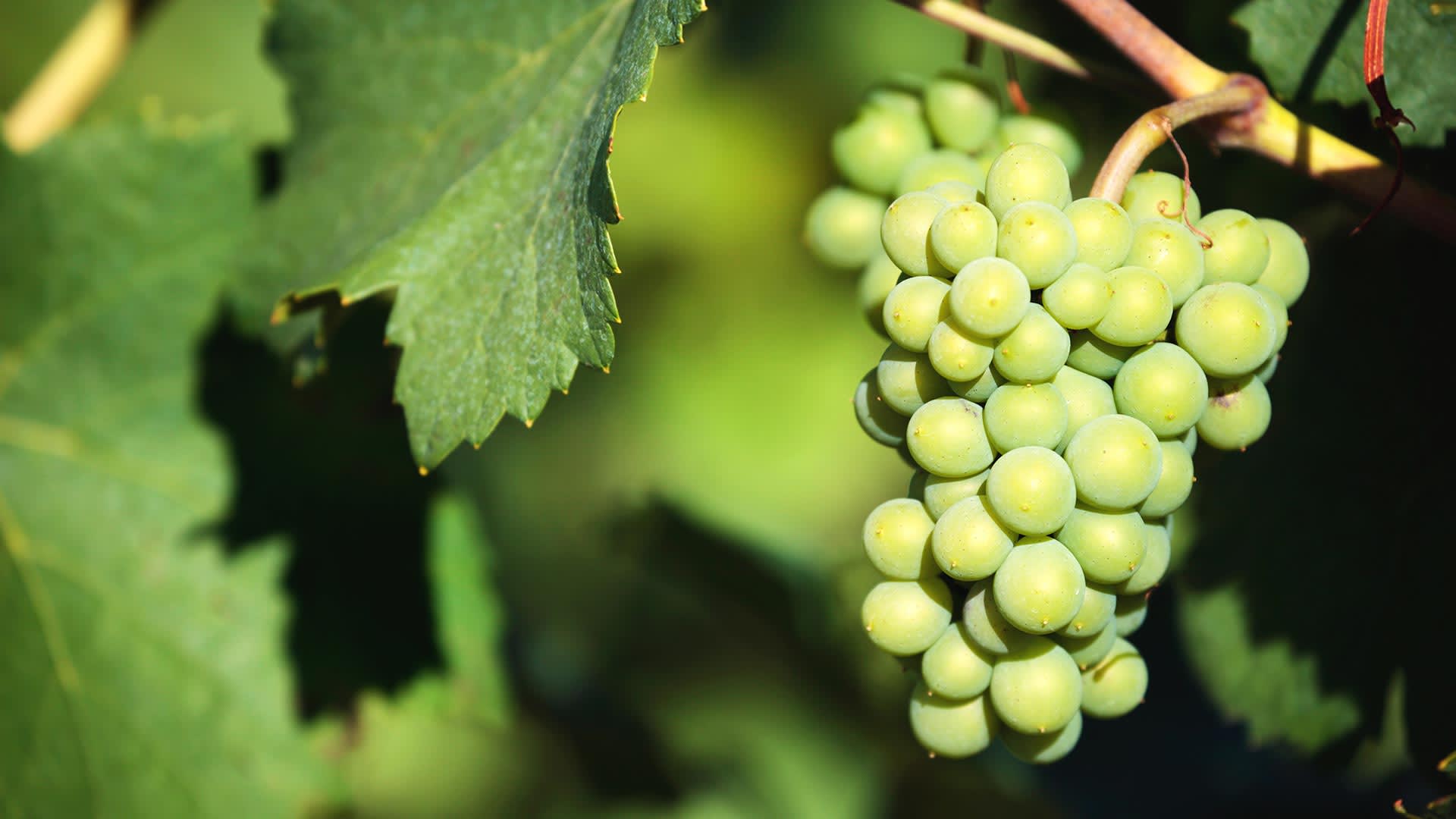 La Journée Internationale du Chardonnay 2023