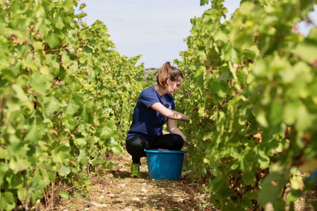 Top 10 Things To Do in Burgundy – Harvest 2017