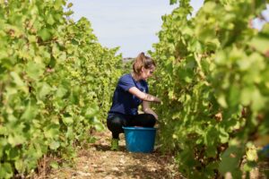 Top 10 Things To Do in Burgundy – Harvest 2017