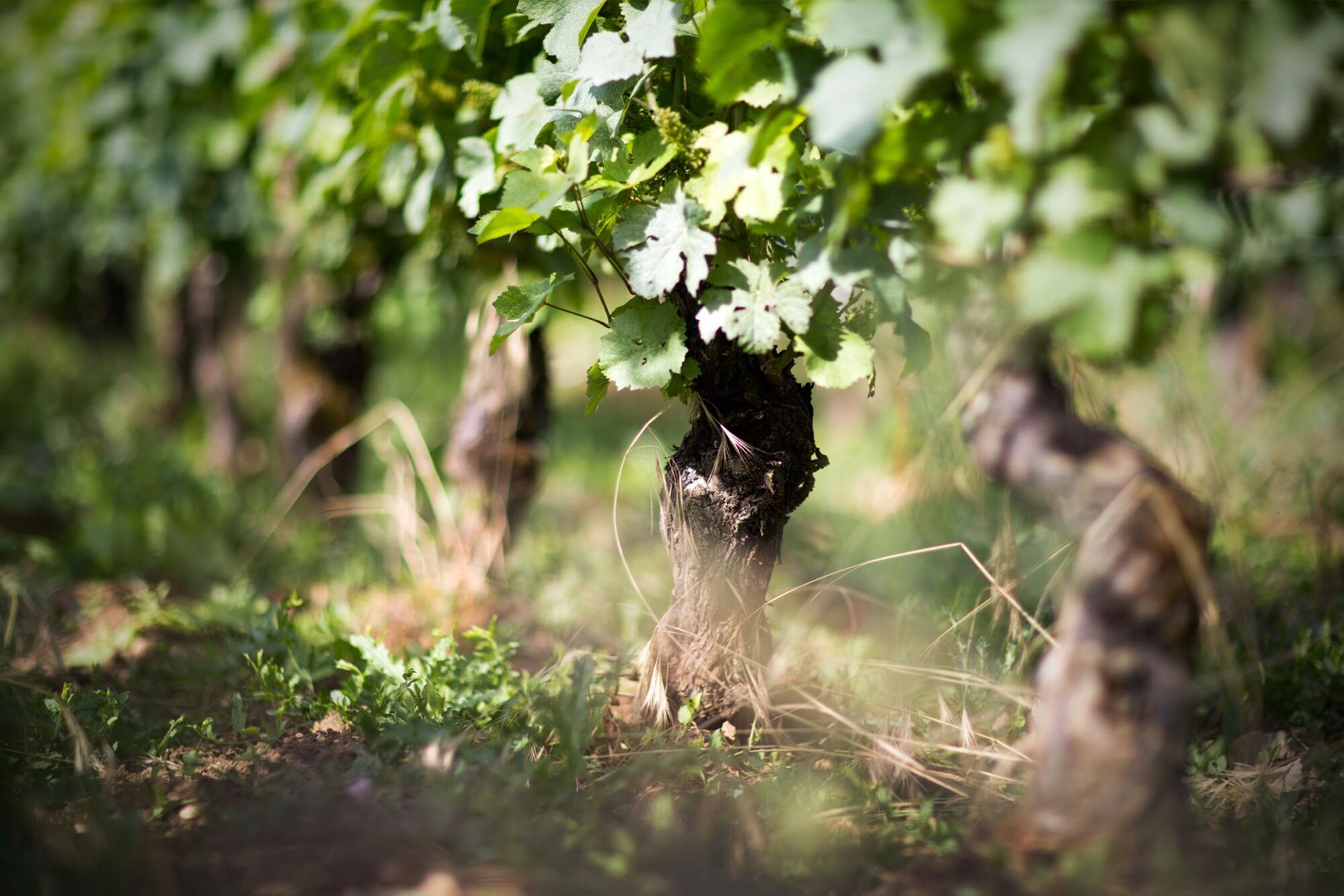The Hidden Cost of Modern Winemaking