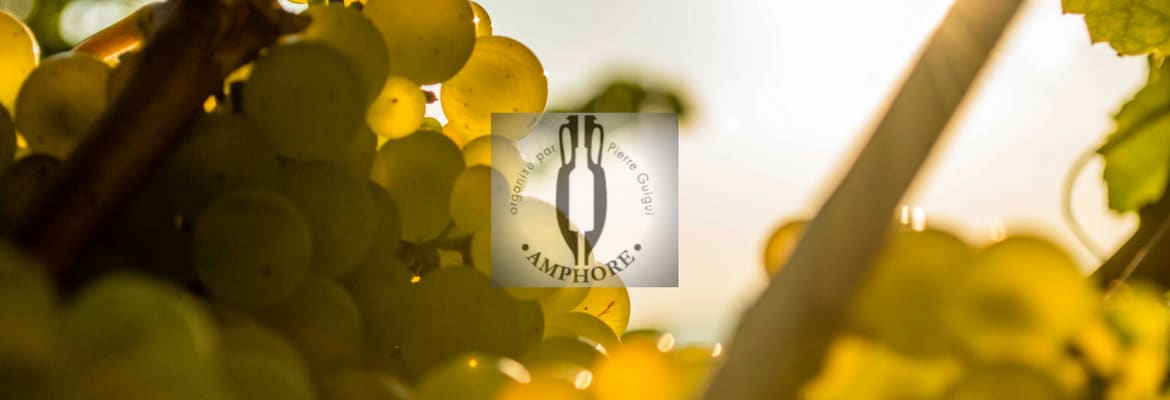 Concours Amphore 2020 - Gold for Clos Marey-Monge Monopole 2017