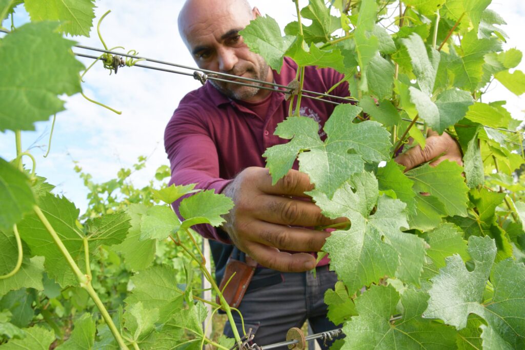 Travailler au coeur du Clos Marey-Monge