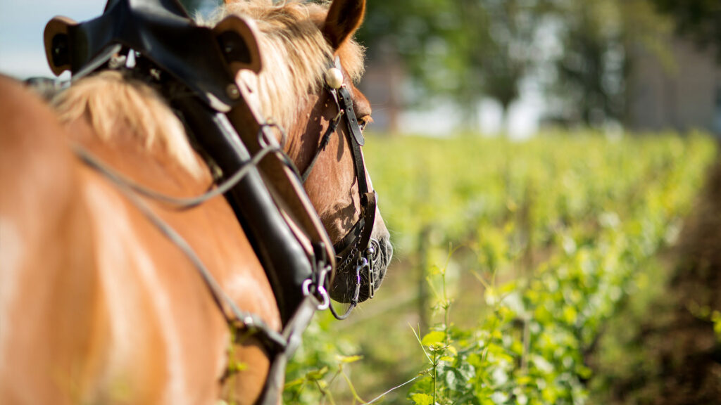 Château de Pommard releases Clos Marey-Monge’s 2018 vintage