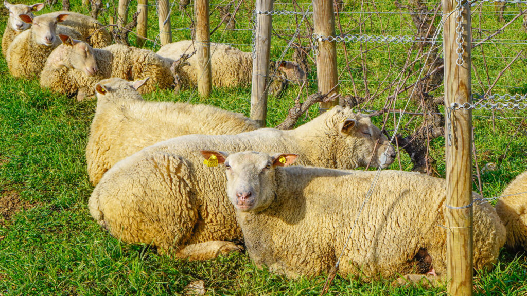Why Do We Have Sheep in our Vineyards?