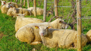 Pourquoi Avons-Nous des Moutons dans nos Vignes ?