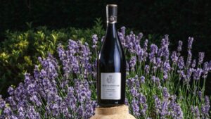 Notre millésime 2021 récompensé : rencontre avec Niels Aarts de Dutch Wine Apprentice