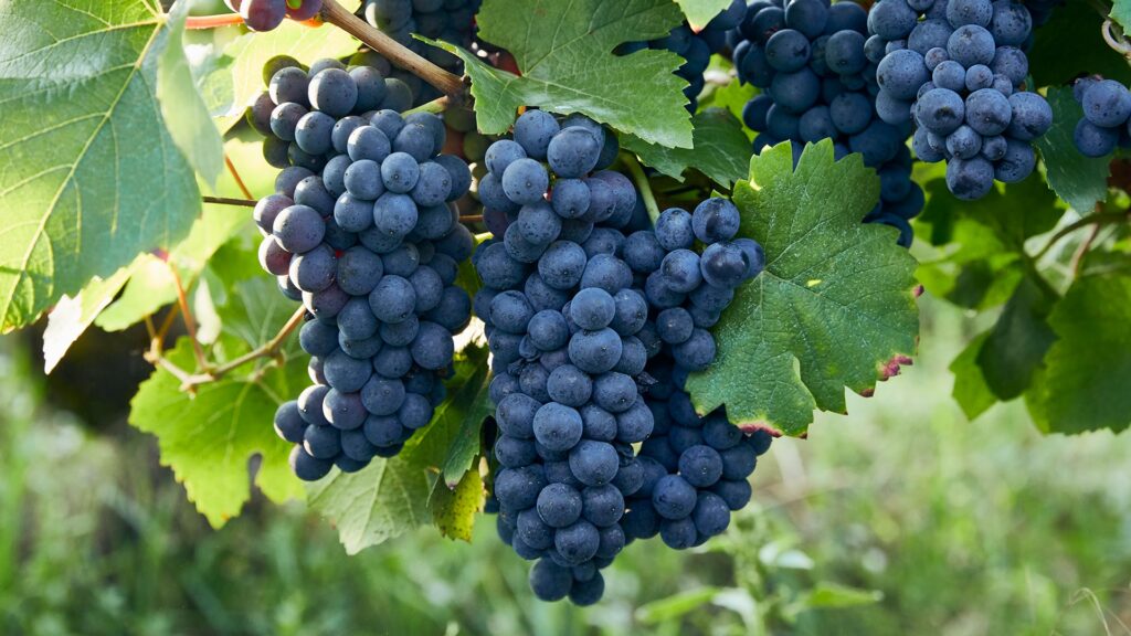 The Story of Pinot Noir