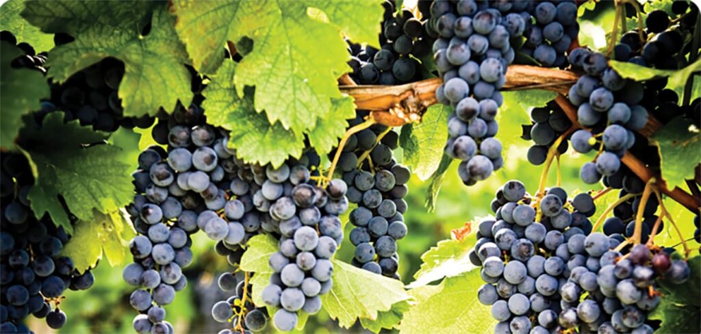 2019 Global Pinot Noir Masters – Clos Marey-Monge Monopole 2016
