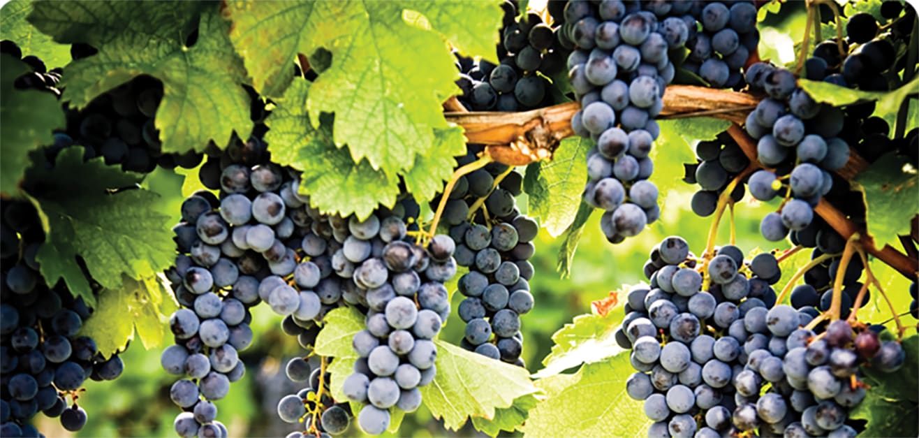 2019 Global Pinot Noir Masters – Clos Marey-Monge Monopole 2016
