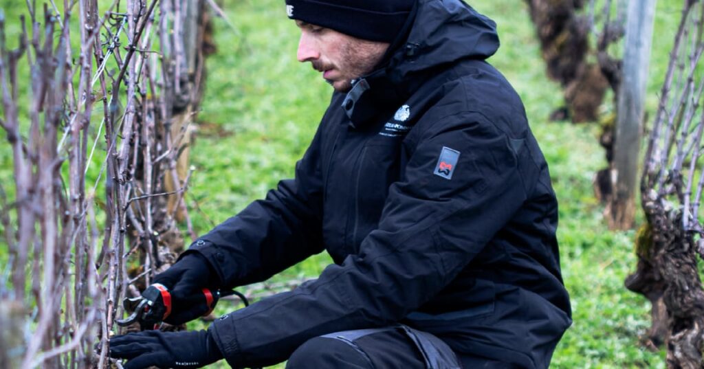 La Taille de la Vigne au Château de Pommard