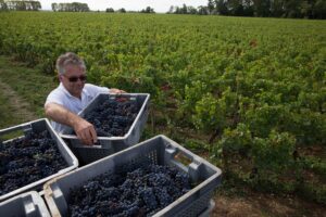 Le Nom Clos Marey-Monge Retrouvé, La Conversion en Biodynamie Commence