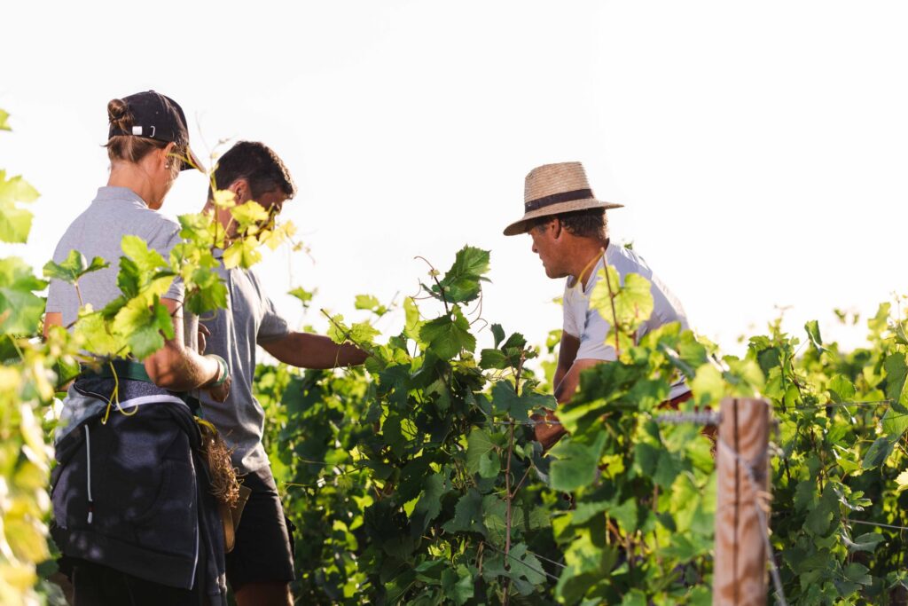La Biodynamie Vue Par Notre Talentueuse Équipe des Vignes
