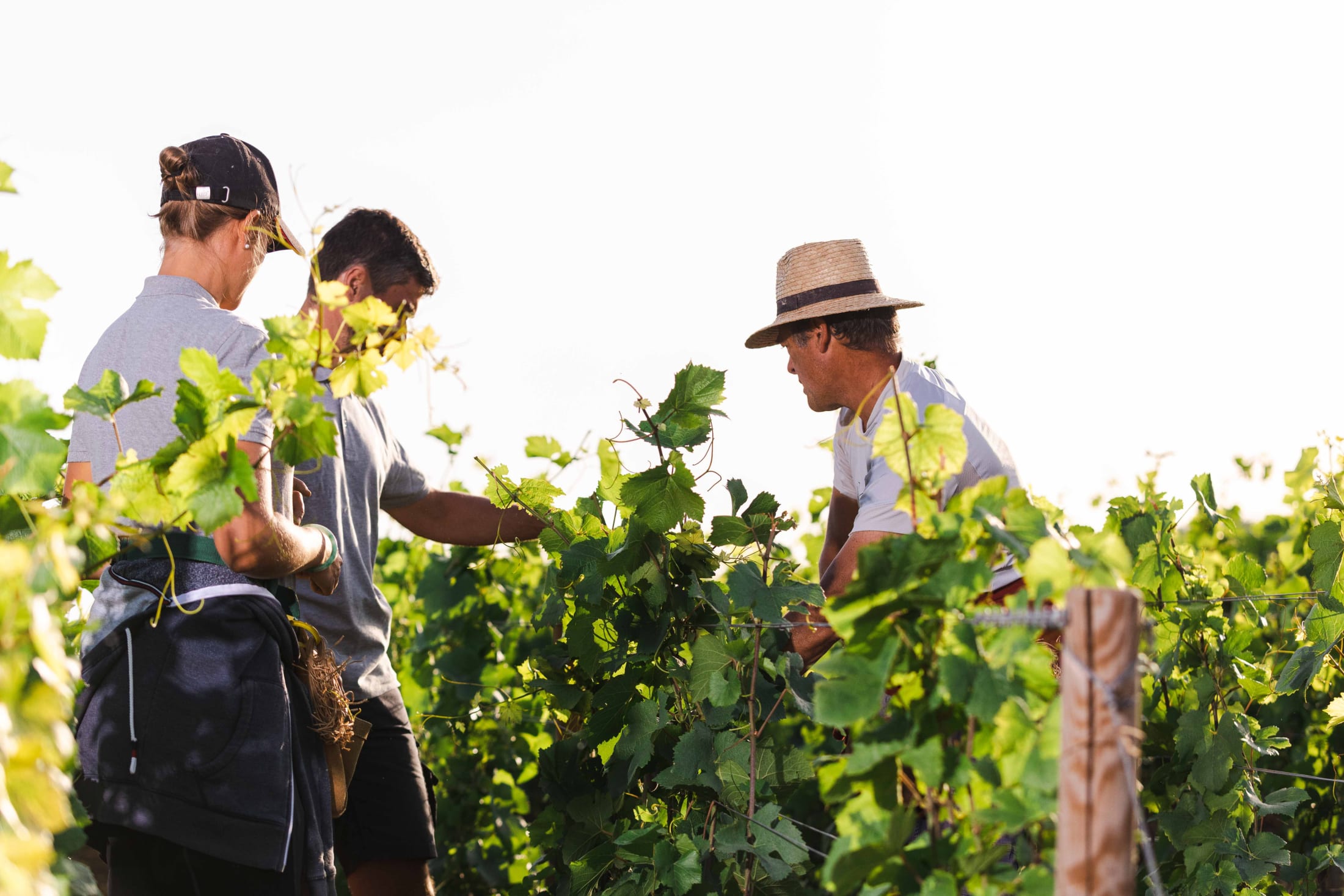 Working on a Biodynamic Estate: Our Vineyard Team Tell All